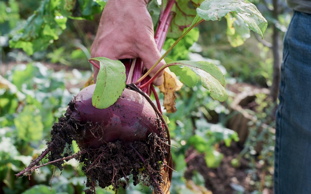Embracing a seasonal diet: the powerful benefits of eating with the land’s yearly rhythms