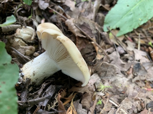 st george's day mushroom on the forest floor