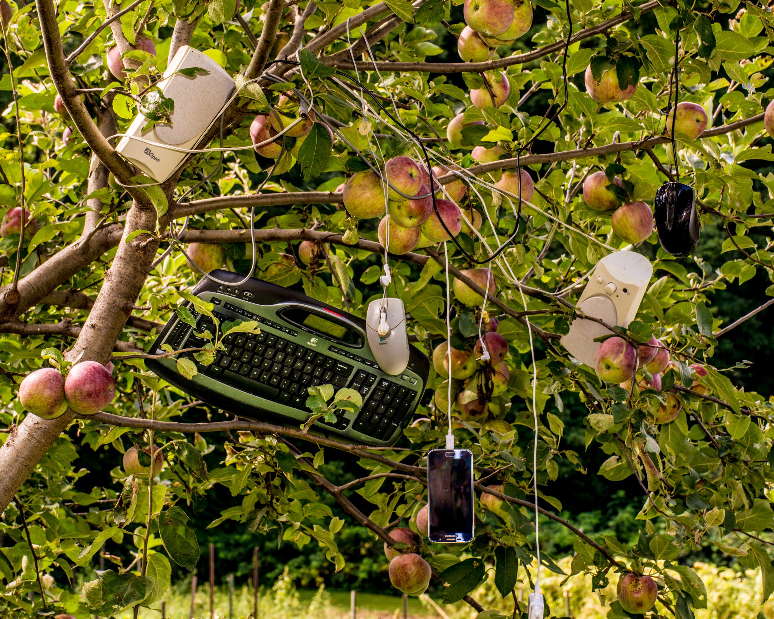 mouse and keyboard hanging in apple tree