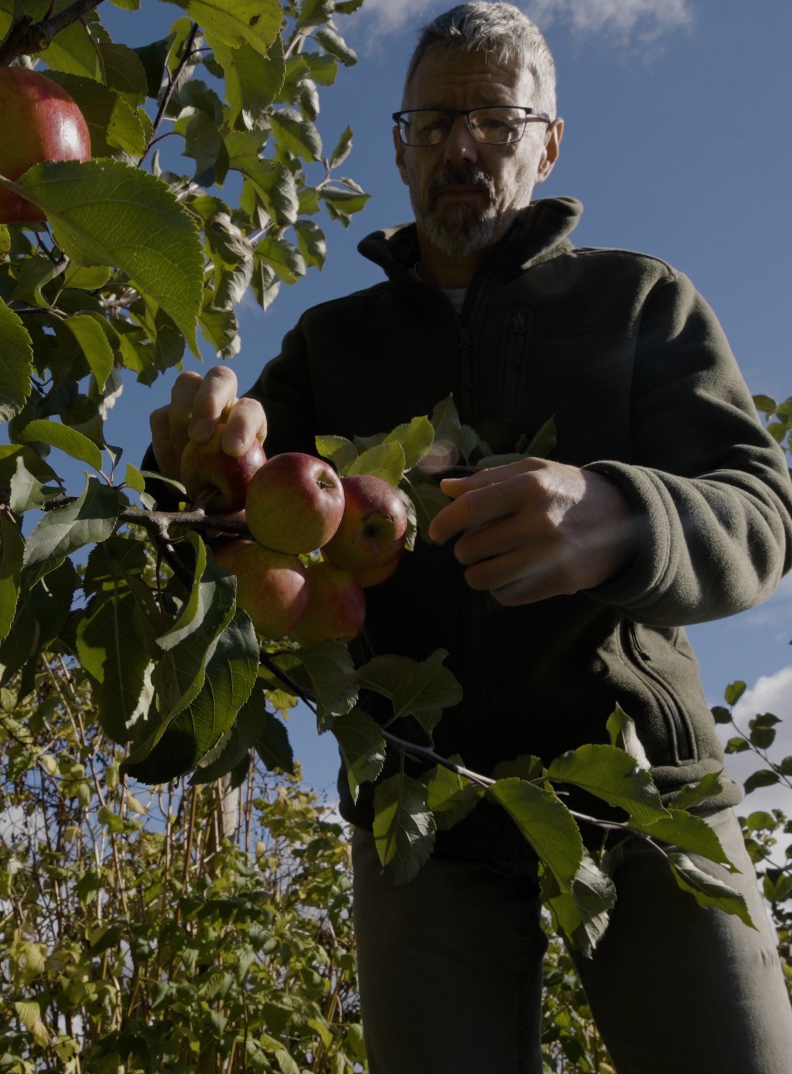 Richard Edwards picking apples at Cultivate