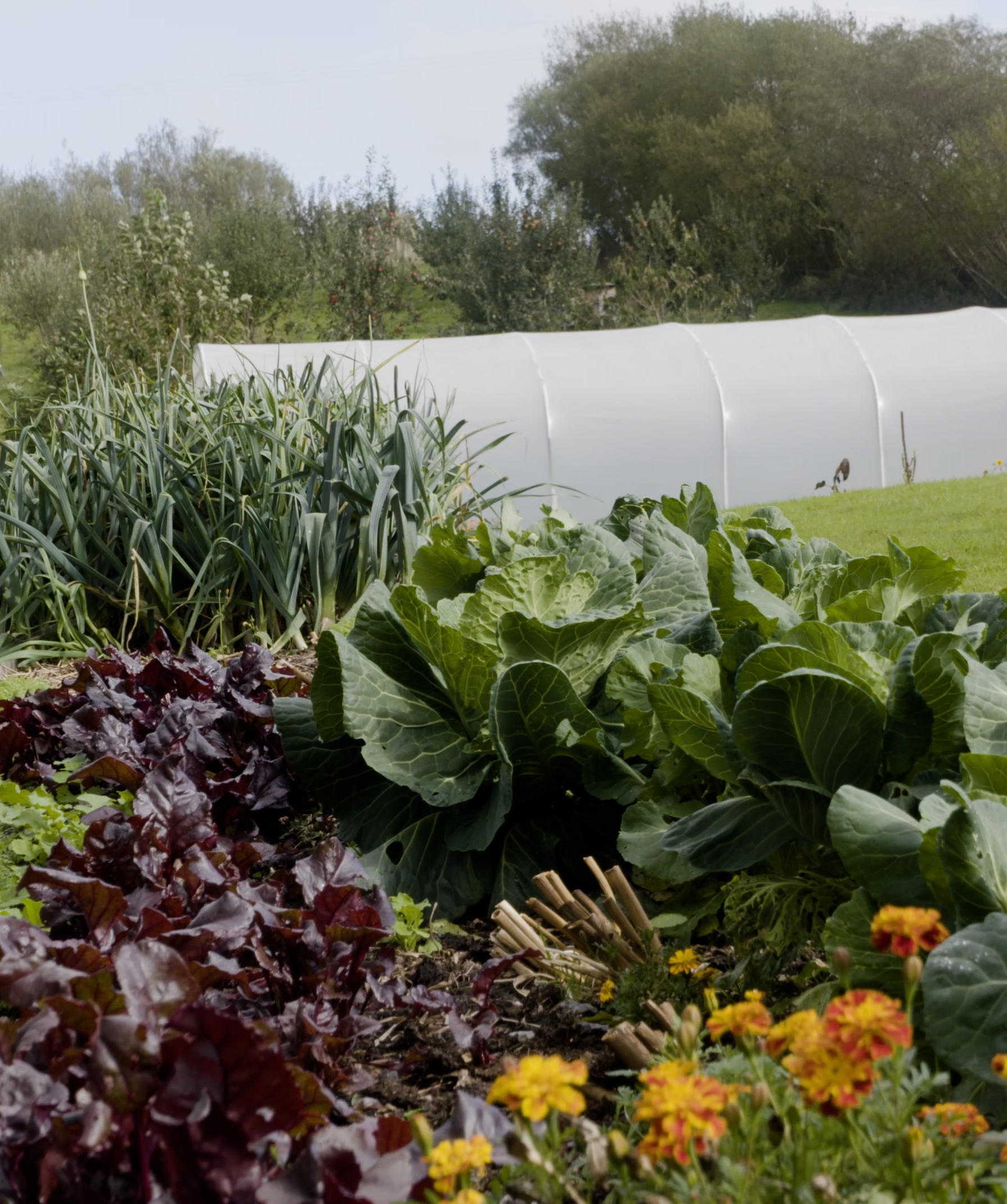 Vegetables and flowers growing in a raised bed at Cultivate in Newtown, Powys
