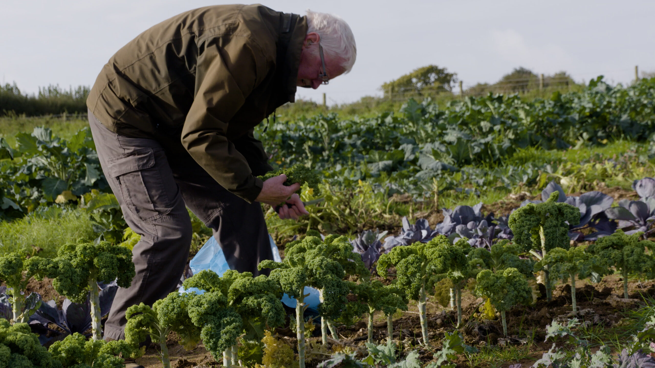 An older man bent over in a field of brassicas, picking kale