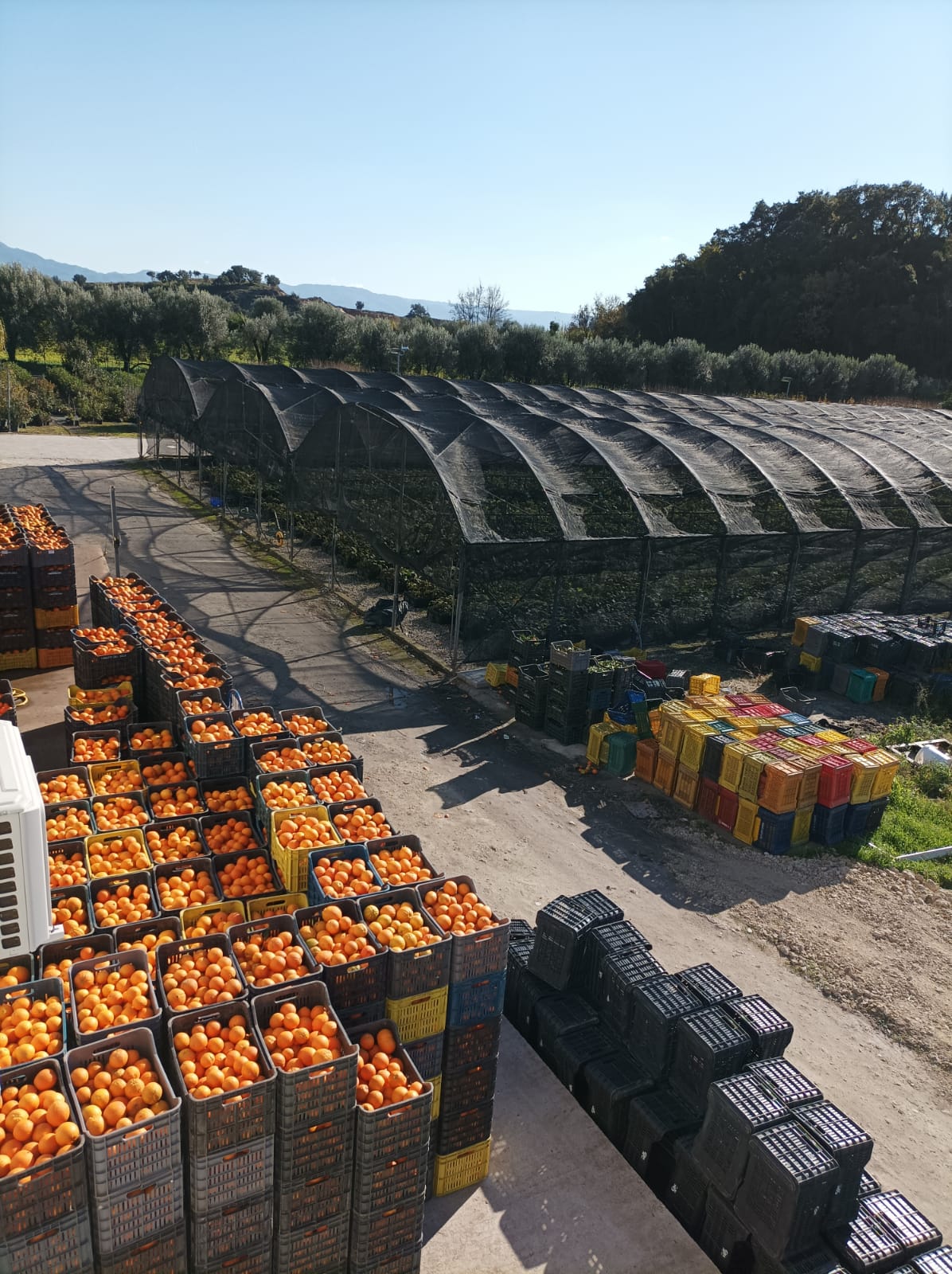 An orange harvest on a farm in Calabria
