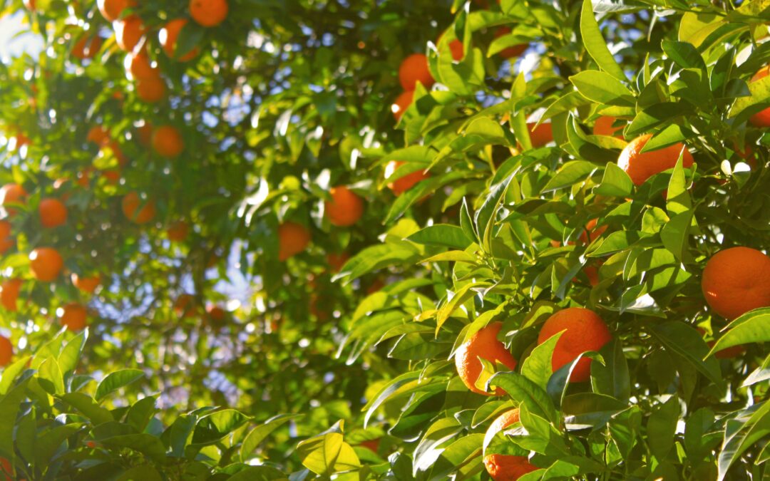 More than just oranges: Oranges for Justice expands on the Open Food Network UK